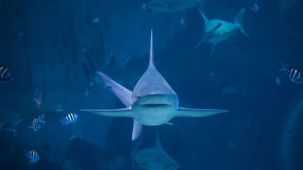 Marine Life Park
